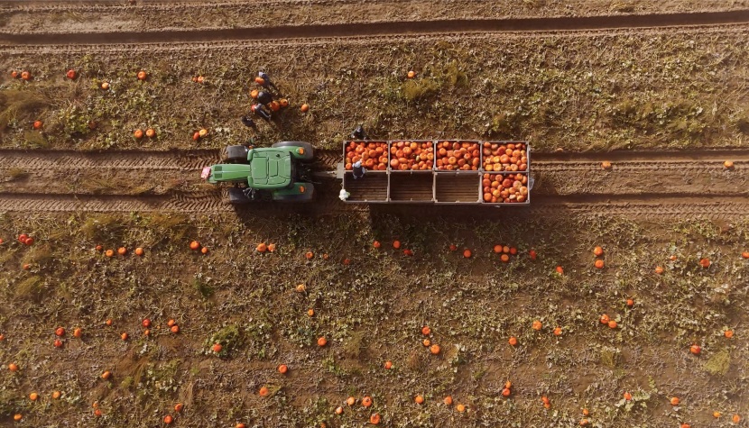 Rogate Pumpkin Patch